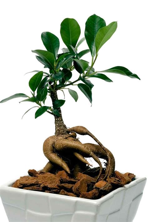 What type of #bonsai tree is best for you? #portjacksonfig | Bonsai tree types, Bonsai tree, Bonsai