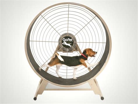 Hamster wheel treadmill for dogs--So inventive :) | Katte