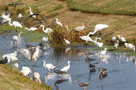 Sarasota County Approves Preservation Of 33 Acres Surrounding Celery ...