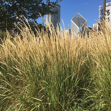 feather reed grass ‘karl foerster’ | Lurie Garden