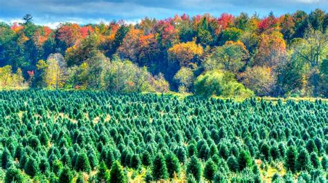 Christmas Trees Around the World country by country - Bios Urn