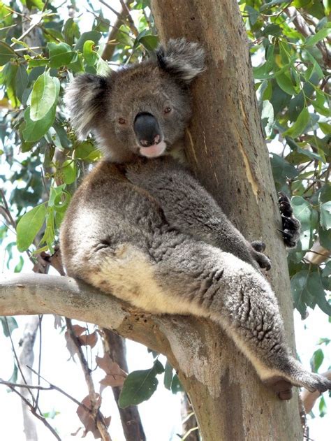 In Images: Koalas Hugging Trees | Koala, Koalas, Koala bear