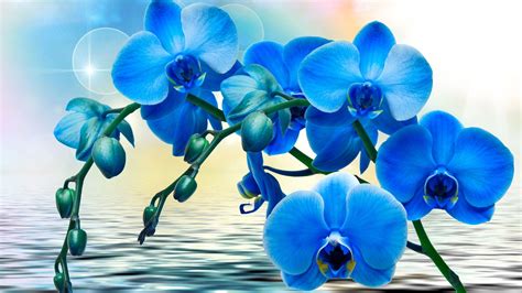 Orchids in Water Desktop Wallpapers - Top Free Orchids in Water Desktop Backgrounds ...