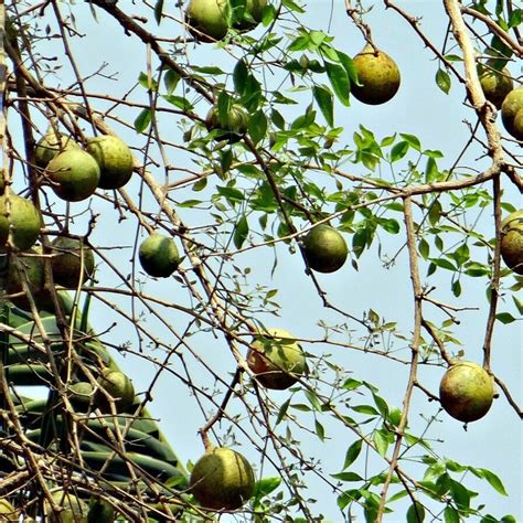 Aegle marmelos Bael tree, Bengal quince- small fragrant fleshy white star-shaped flower ...