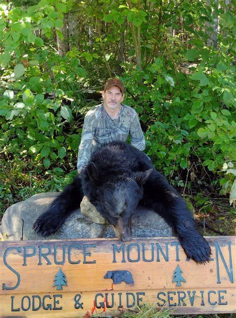 Maine Black Bear Hunting - SpruceMtn.com