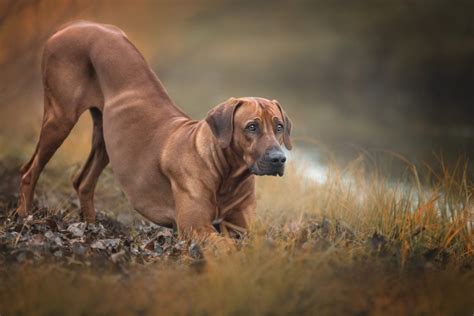 Rhodesian Ridgeback: A Perfect Choice for a Canine Companion - Facty