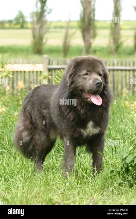 stehender Do Khyi / standing Tibetan Mastiff Stock Photo - Alamy