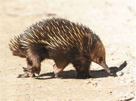 Echidna penises: Why they’re so weird - Australian Geographic