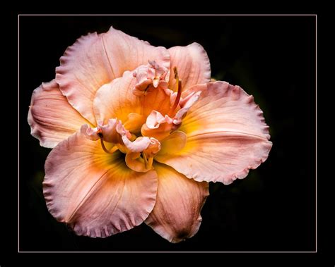 Framed Lily | Encinitas Botanic Garden | Bill Jackson | Flickr