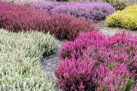 Summer Flowering Heathers - Calluna Vulgaris Plants - Hopes Grove Nsy