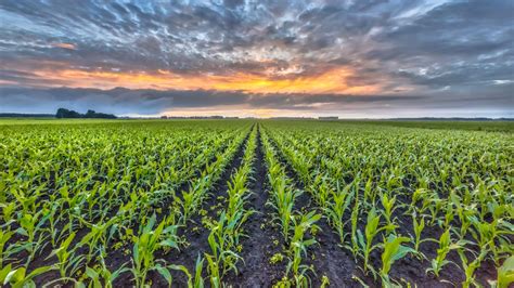 Corn Field Desktop Wallpapers - 4k, HD Corn Field Desktop Backgrounds ...