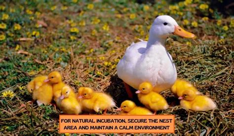 4 Tips To Raise Aylesbury Duck Breed - FowlFamily