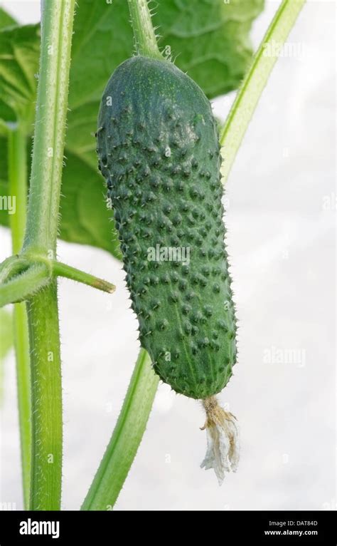 Small cucumber with plant over white Stock Photo - Alamy