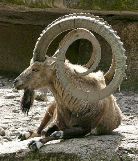 The Most Unusual Shapes Of Goat Hornes Unusual Animals, Majestic ...