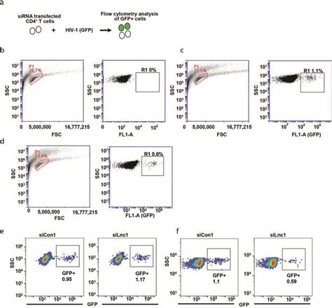 In vitro Infection of CD4⁺T cells with HIV-1 a, Schematic presentation ...