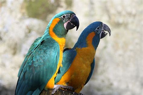 Blue-Throated Macaw Facts, Pet Care, Temperament, Pictures