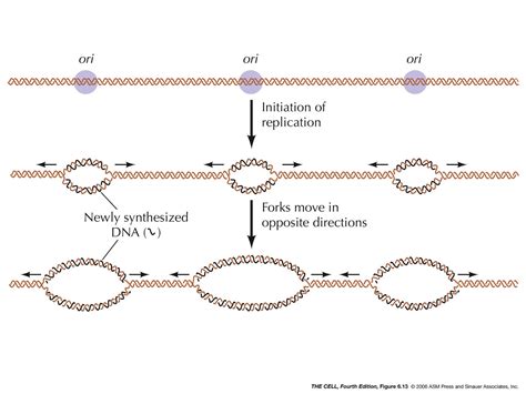 DNA Replication