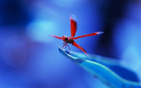 Dragonfly Wallpaper