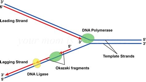 Does the leading strand require DNA ligase? | Socratic