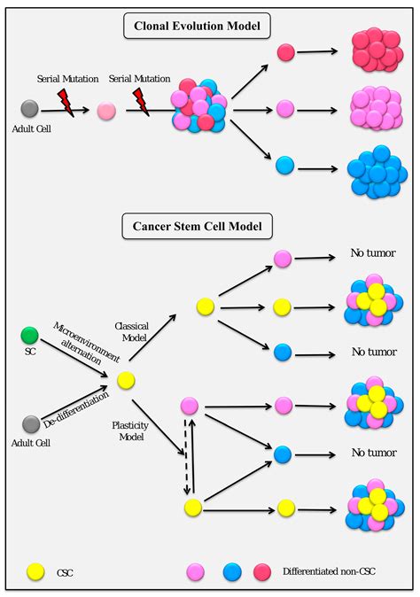 Cancers | Free Full-Text | Conversion of Stem Cells to Cancer Stem ...