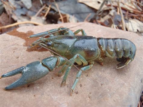 Rusty Crayfish (Orconectes rusticus) - Forest County Association of Lakes