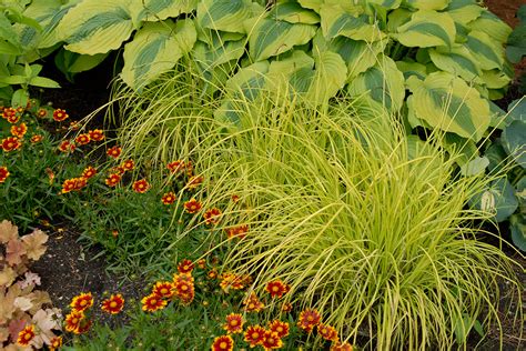 Sedge Plants For Sale | Perennials – Great Garden Plants