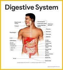 Anatomy & Physiology: Digestive System Diagram | Quizlet