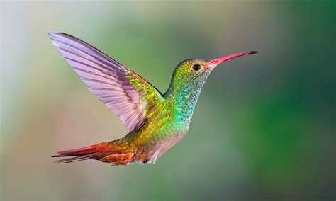 Which Birds Can Fly Backwards? Meet the Hummingbirds