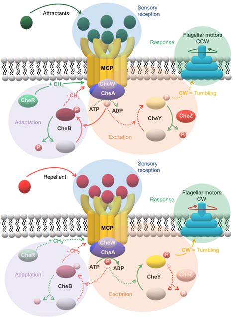 Mechanism of chemotaxis in E. coli. The chemoreceptors function as... | Download Scientific Diagram