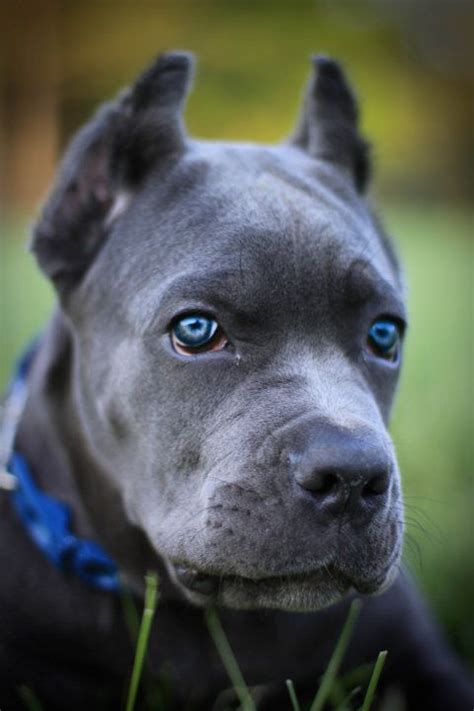 Absolutely beautiful Cane Corso, an Italian mastiff breed, and his eyes ...