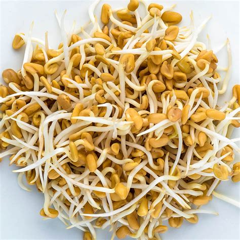 Fenugreek Sprouts, 4-ounces: Sprout Seeds from Gurneys