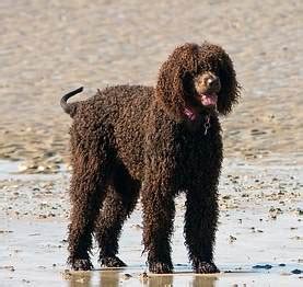 The Labradoodle Dog Breed - A Labrador Crossed With A Poodle | Dog ...