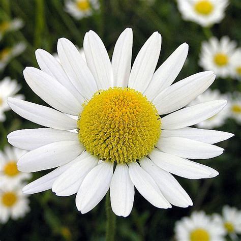 Flower Homes: Chamomile Flowers