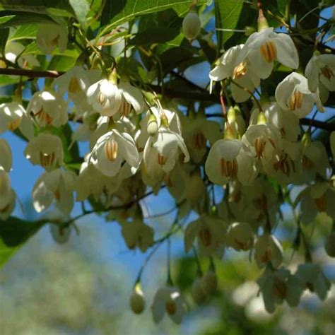 Styrax japonica