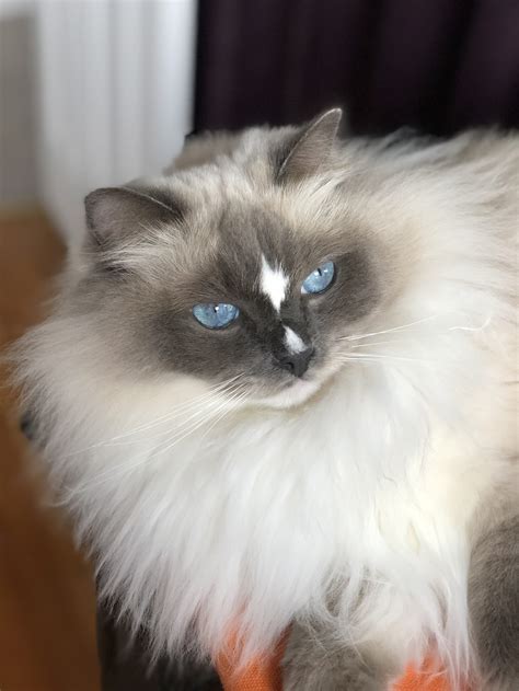 36 Best Photos Do Ragdoll Cats Shed Much / Ragdoll Cat Breed Profile Purina - mariagnetica