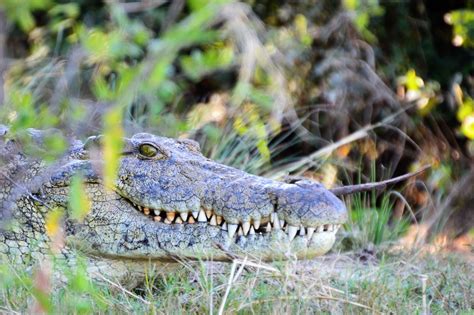 Toothy crocodile Victoria Falls cruise - Safari Club