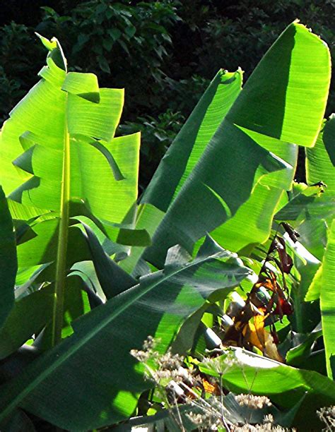 Banana leaves | Banana palms near Abbot's Cliff, Bermuda. Th… | Flickr