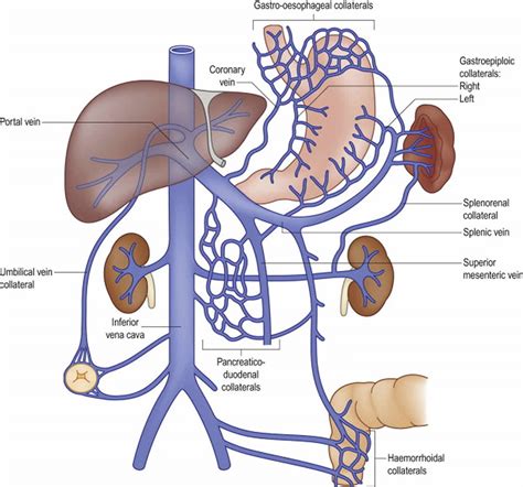 Hepatic Portal System