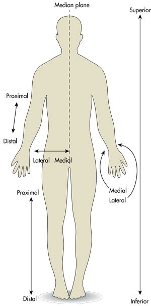 The Difference between Medial and Lateral, Proximal and Distal, and ...