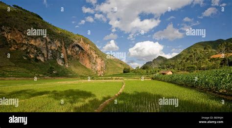 Vietnam: Paddy-field int he area of Dong Van Stock Photo - Alamy