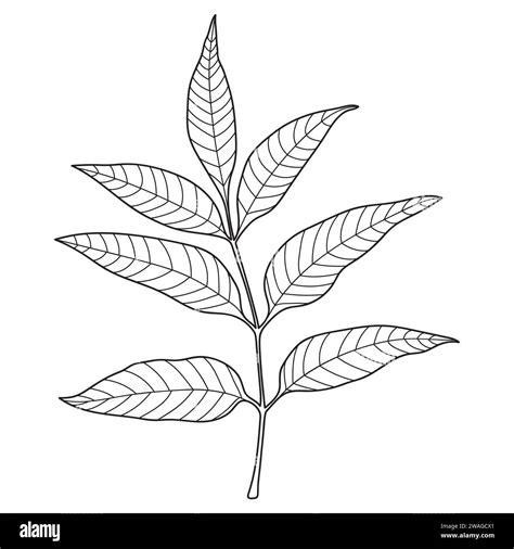 Ash tree leaf, vector botanical illustration. Ash leaf outline, line ...