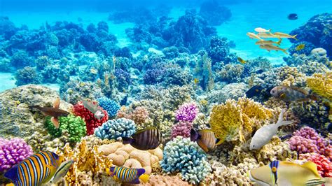 Un troisième blanchiment de masse en cinq ans pour la Grande Barrière de corail? | Les années ...