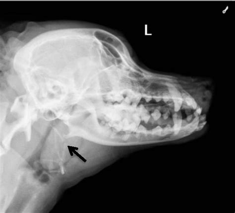 Figure 1 from Diagnosis of Pharyngeal Sialocele in a Dog by CT Scan : A Case Report | Semantic ...