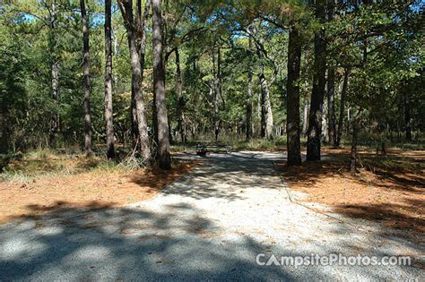 Carolina Beach State Park - Campsite Photos, Campsite Availability Alerts