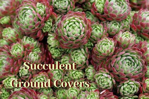 All About Succulent Ground Cover | The Succulent Eclectic