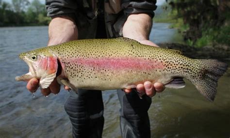 Rainbow Trout | Species Breakdown