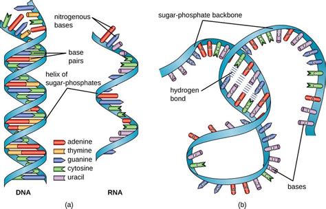 الحمض النووي الريبوزي (الريبي) RNA - أنا أصدق العلم