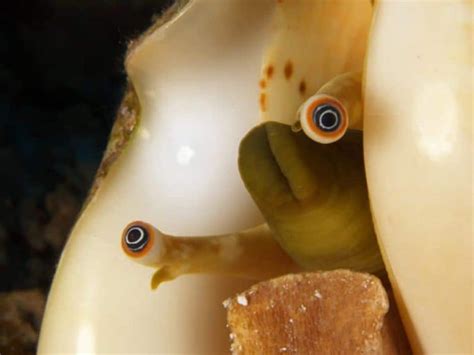 Fighting Conch Snail – Detailed Guide: Care, Diet, and Breeding ...