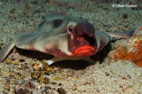 Red-Lipped/Galapagos Batfish Information and Picture | Sea Animals