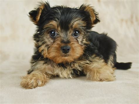 Yorkshire Terrier Puppies For Sale | Maine, ME #377530